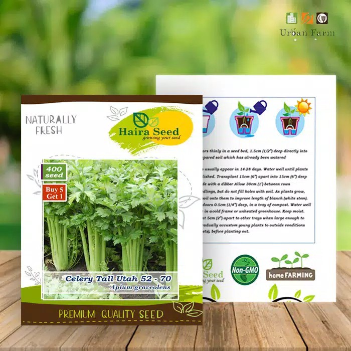 Benih Seledri haira seed