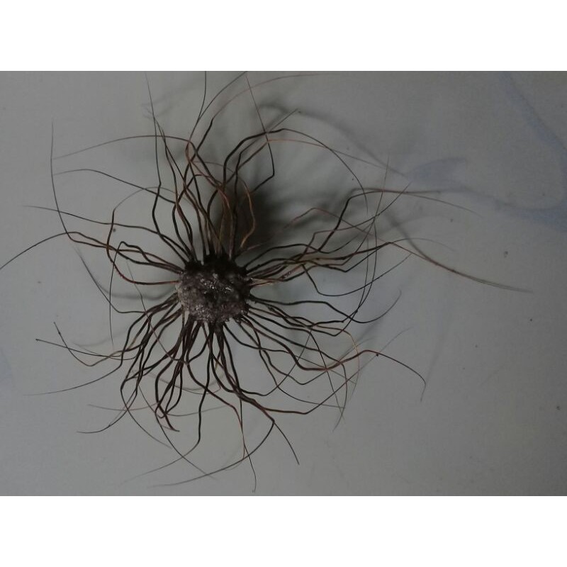 aksesoris rantai babi saling melilit jika di rendam ke air