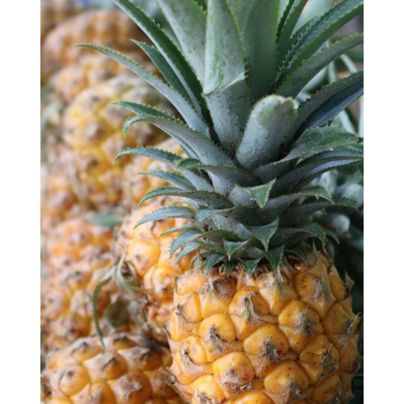 

Nanas Kelud Blitar Ukuran B