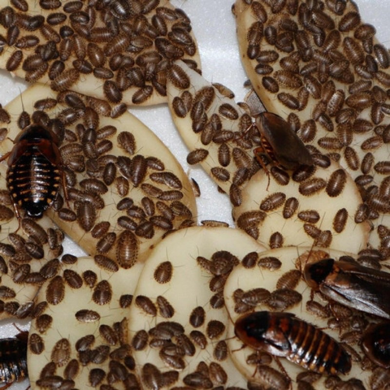 Kecoa Dubia 1-2cm per 20gram