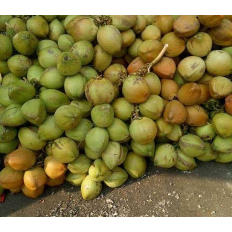 

kelapa butiran utuh