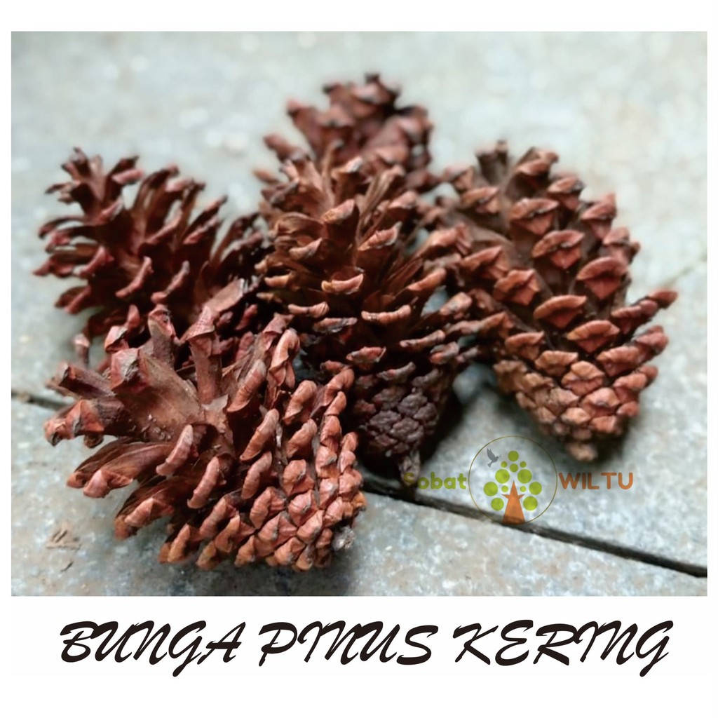 Bunga Pinus Kering/Crafts/Terarium artificial - Accesories photography