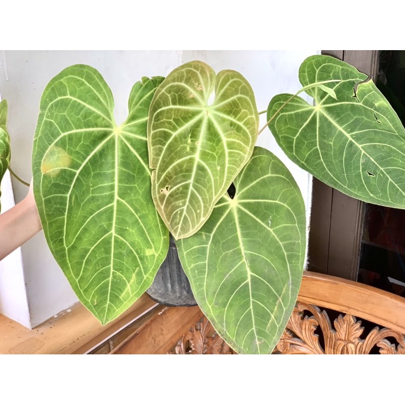 Anthurium Magnificum Verde / Kuping Gajah Purba