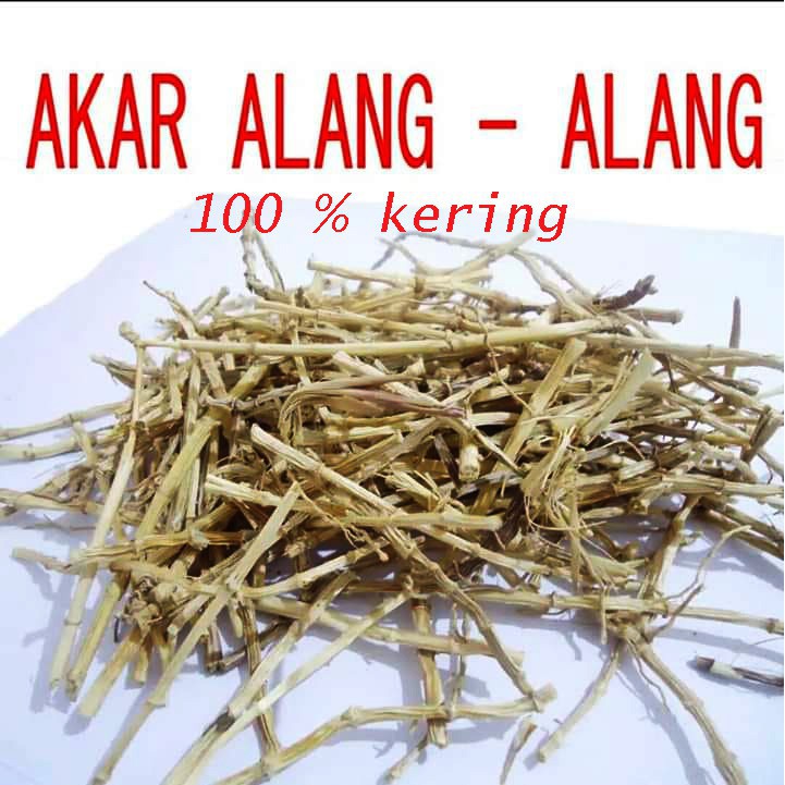 akar alang alang kering akar kering akar alang-alang kering akar kering akar alangalang kering 500 g