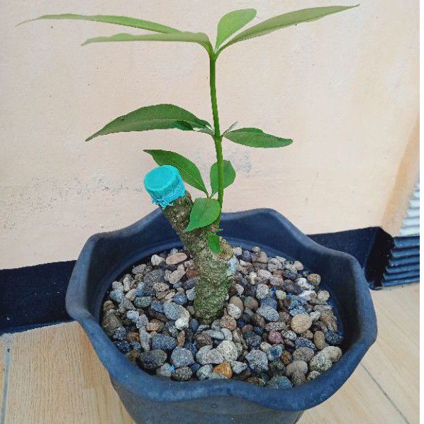 TERBARU STEK POHON PULE TANAMAN BONSAI 1 BATANG