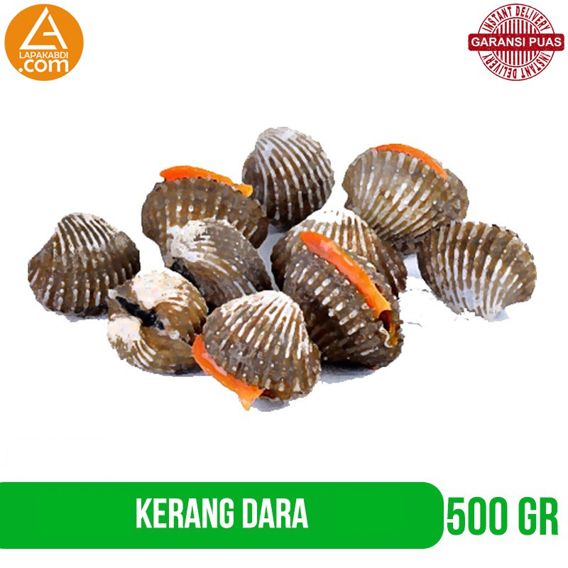 

Kerang Dara Seafood 500gr Ikan Segar Garansi Termurah