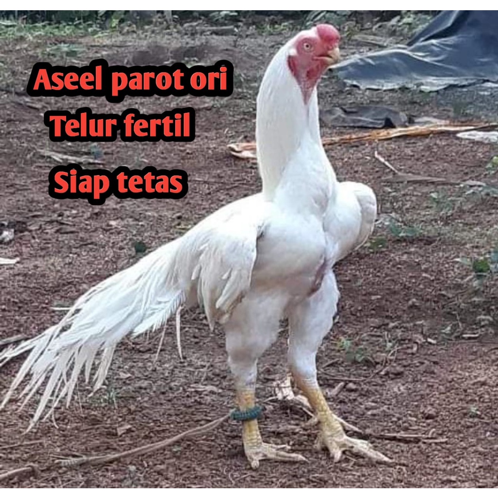 telur ayam bangkok aseel parot original