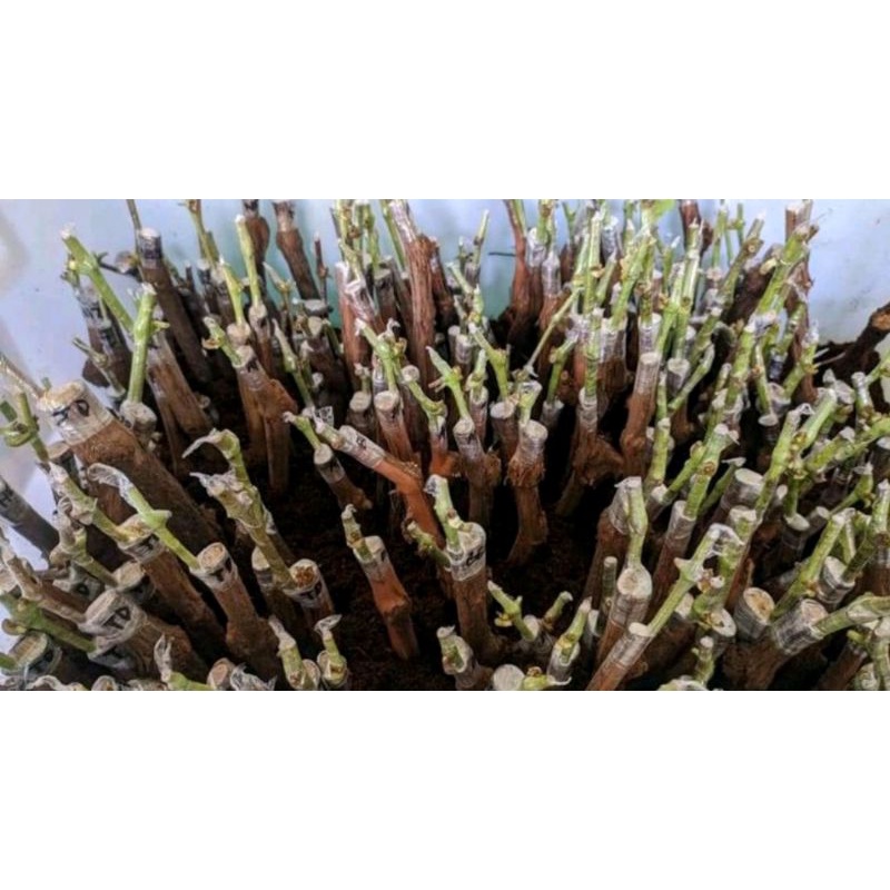 PAKET HEMAT cutting grafting anggur import