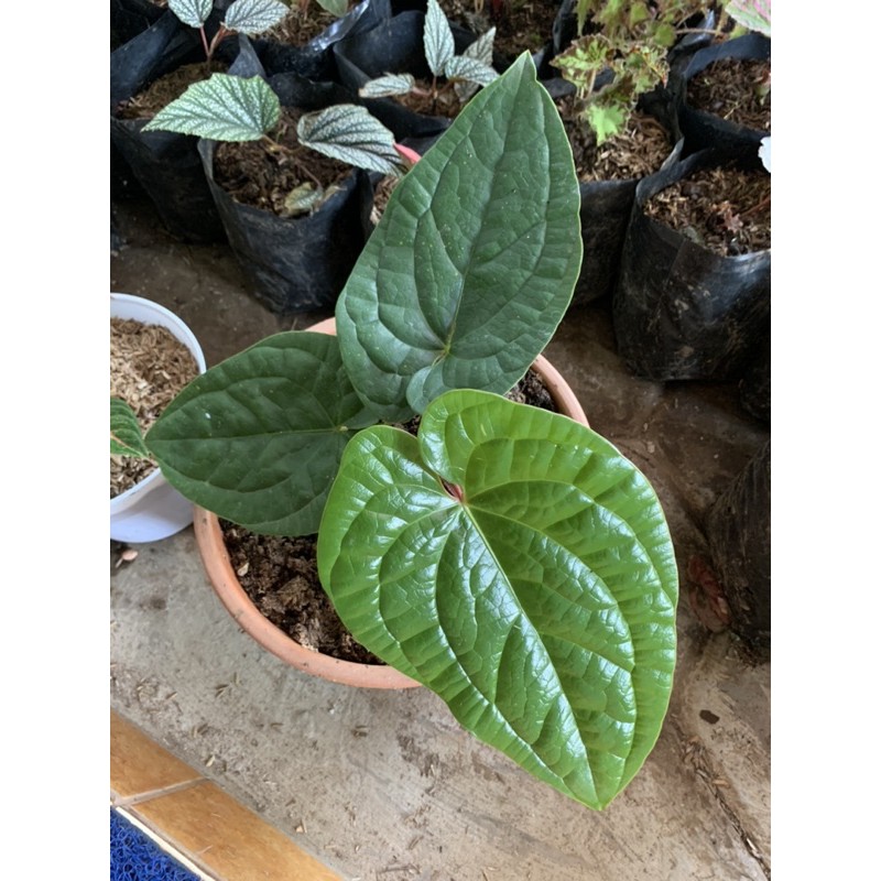 Tanaman hias antorium sirih besar jumbo/ Anthurium sirih jumbo