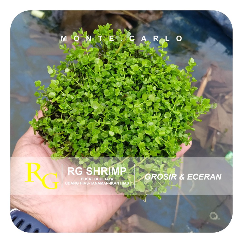 Tanaman hias aquascape carped seed monte carlo