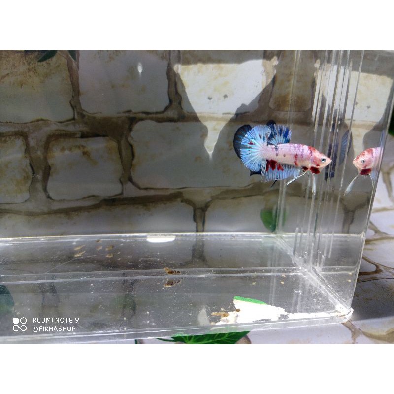 

IKAN CUPANG BETTA PLAKAT MALE - JANTAN SIZE S++