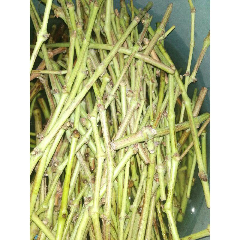 Entres anggur jupiter sedles import