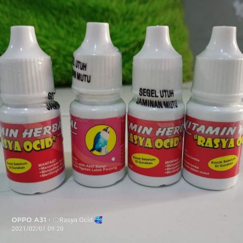 vitamin herbal lovebirds dewasa betina/vitamin rasya ocid Ori/vitamin dewasa betina/vitamin lovebird