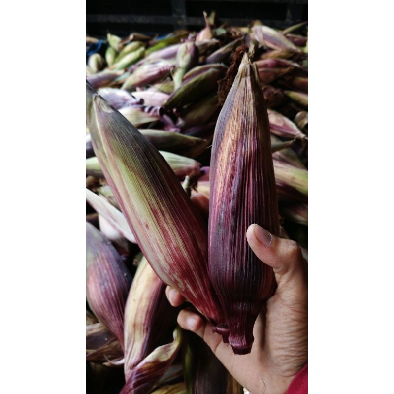 

jagung ketan 1 kg