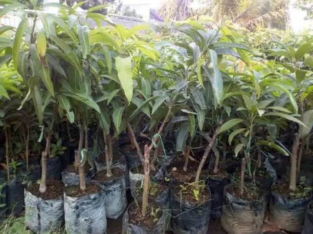 Bibit Mangga Garifta Merqah Okulasi Cepat Berbuah