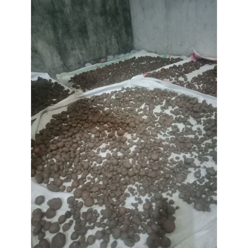bibit katak porang mini isi 600-1.000up perkg