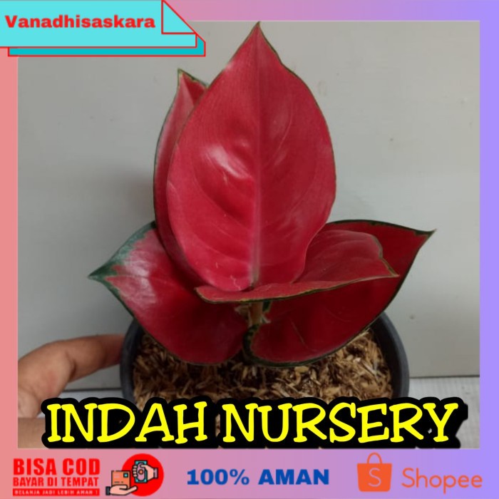 (BISA COD) bibit bunga aglonema suksom anakan_baby suksom