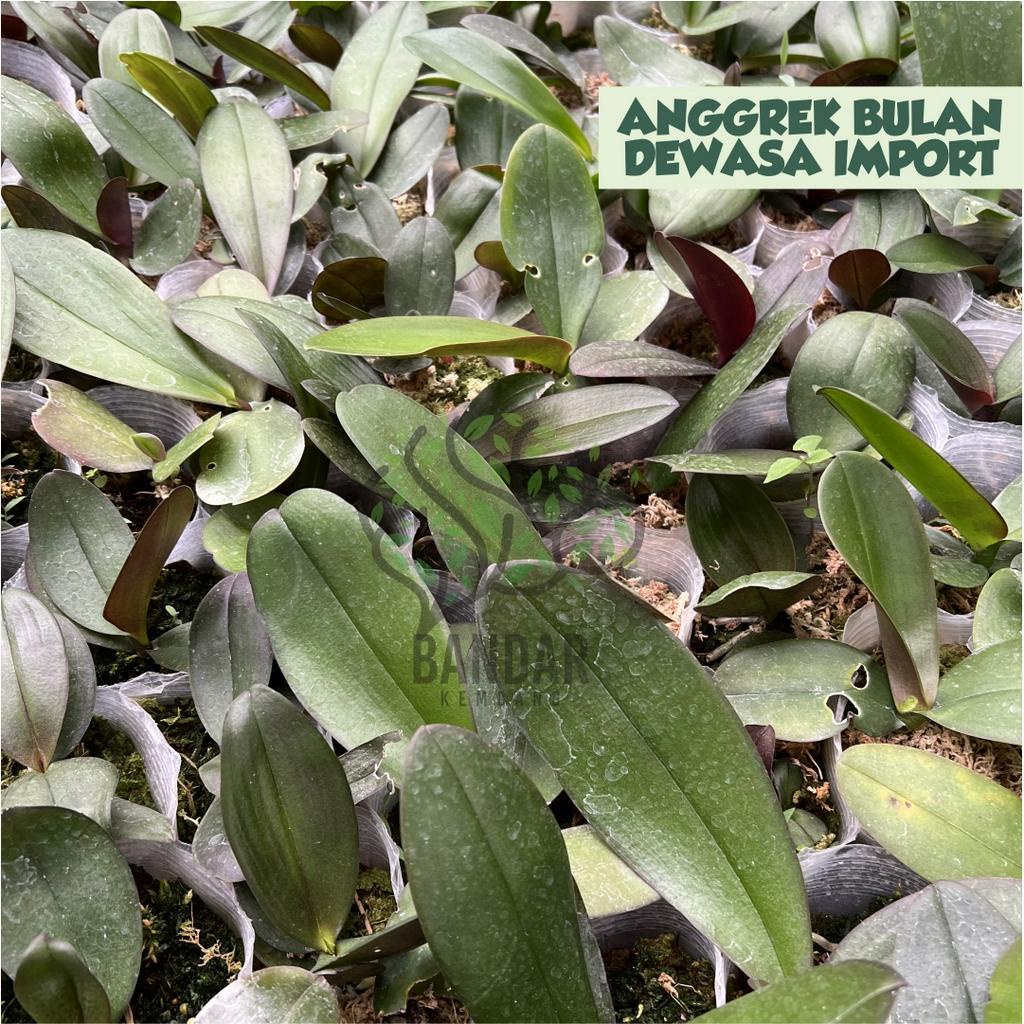 Anggrek Bulan Dewasa Siap Berbunga Import Taiwan Bunga Corak Anggrek Bulan Dewasa Murah