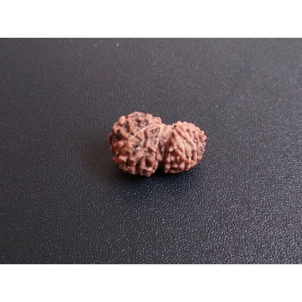 Jenitri Garbh Gauri D19.4x13 Mukhi 14.2 Liontin Rudraksha Genitri