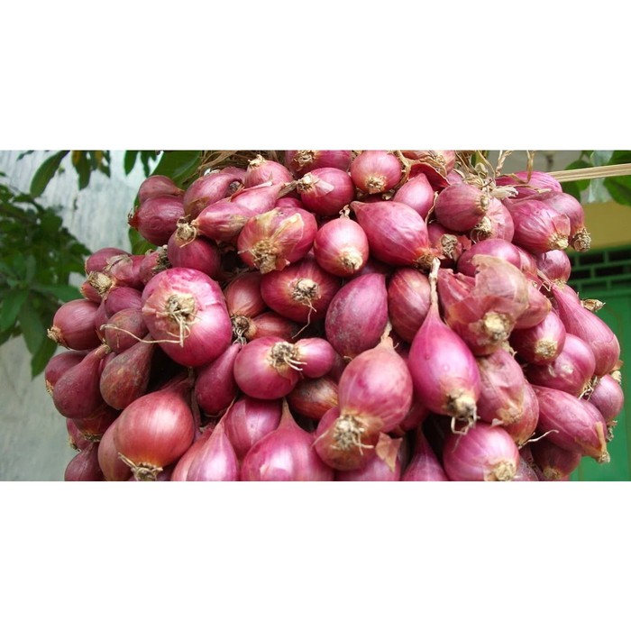 

Dijual Bawang merah batu / bawang merah besar 1kg Terlaris