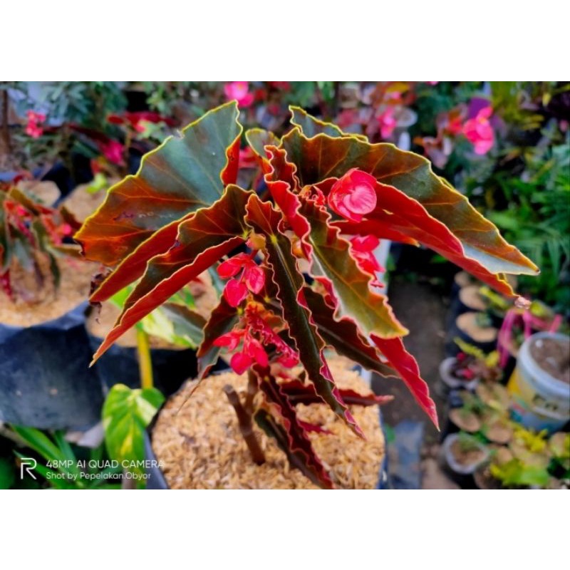Begonia bunga merah/Tanaman begonia berbunga