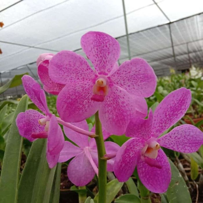 anggrek Vanda Mokara