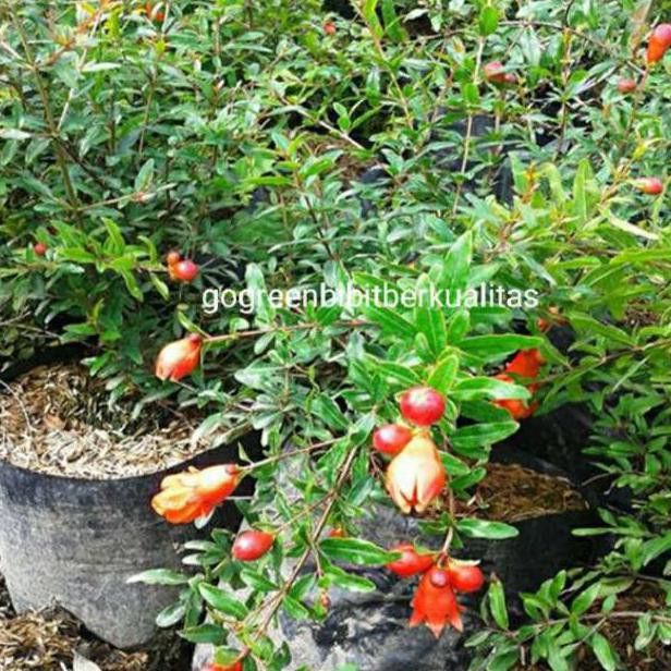 Bibit delima merah jumbo