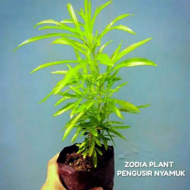 tanaman zodia//tanaman hias zodia