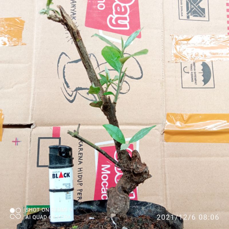 bahan bonsai dongkelan kiperak/ silverberry lanka