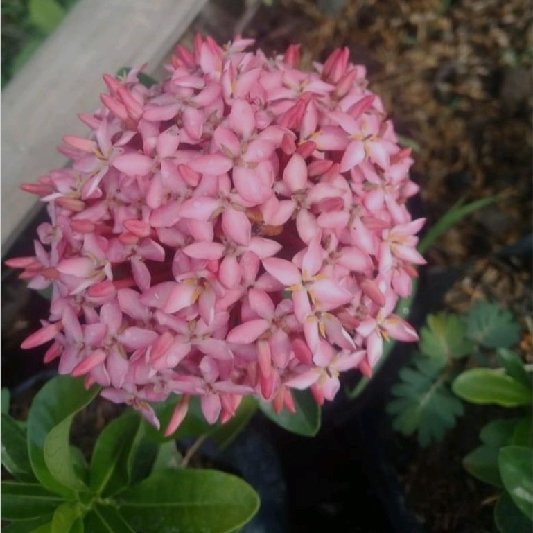 Bunga Asoka Pink Bunga Murah Tanaman Hias Ixora Chinensis Tanaman Hias Harga Terjangkau