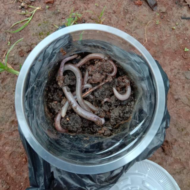 Cacing tanah/cacing kalung