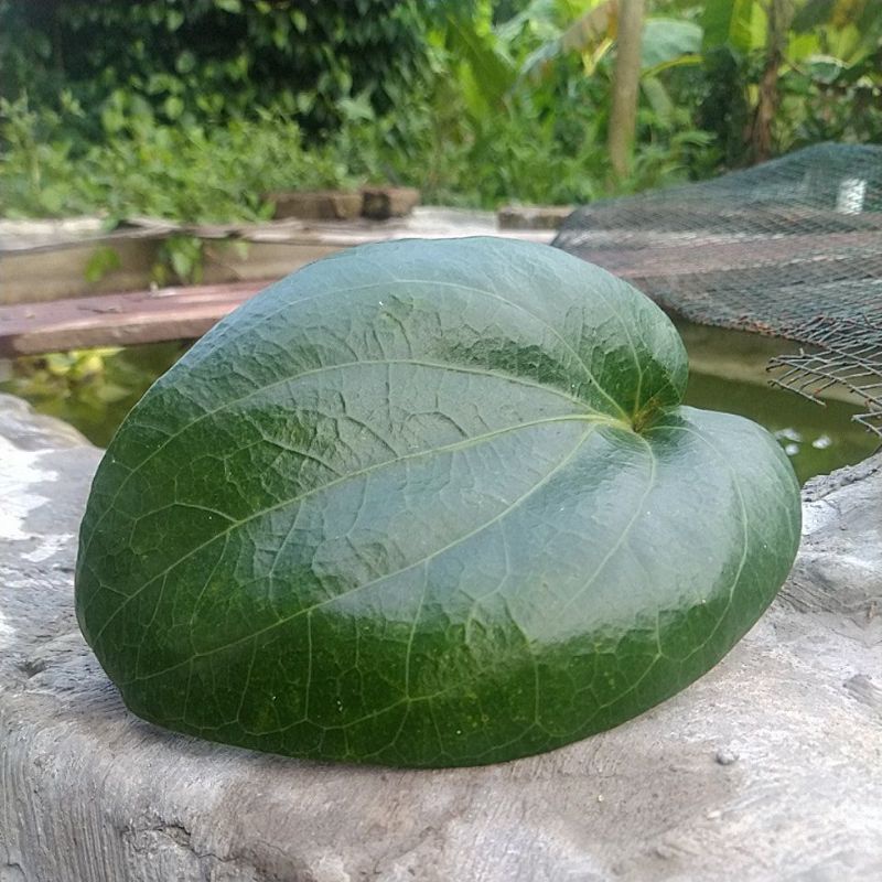 daun sirih temu ros.. sekitar 10 lembar