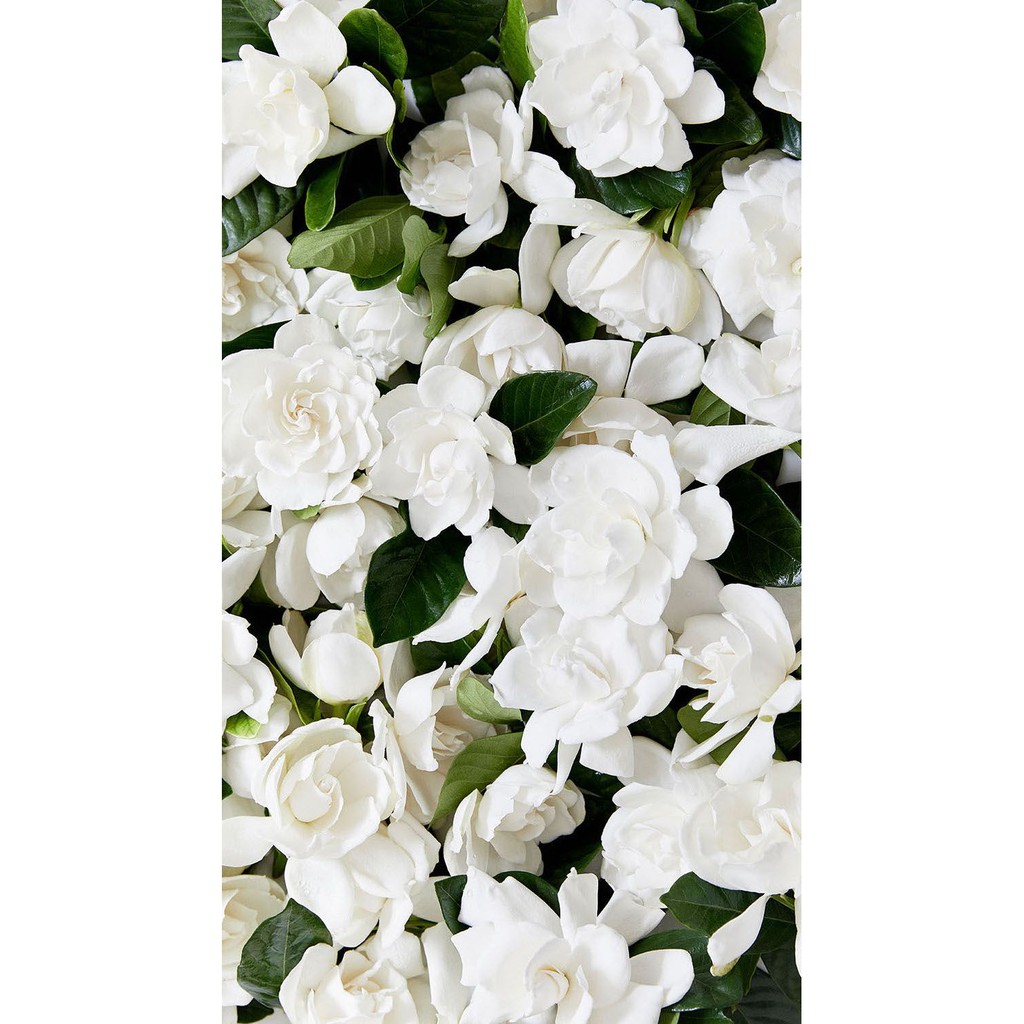 Benih Bibit Biji - Bunga Gardenia (Cape Jasmine) Flower Seeds - IMPORT