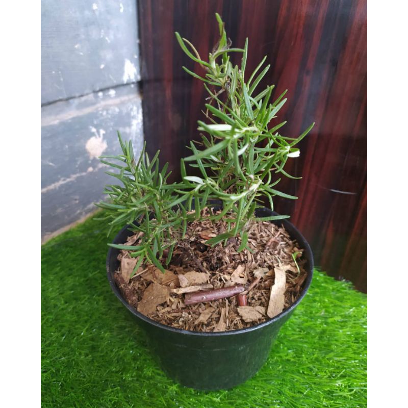 PROMO TANAMAN HIAS HERBAL BUNGA ROSEMARY SUPER ANTI NYAMUK | TERMURAH