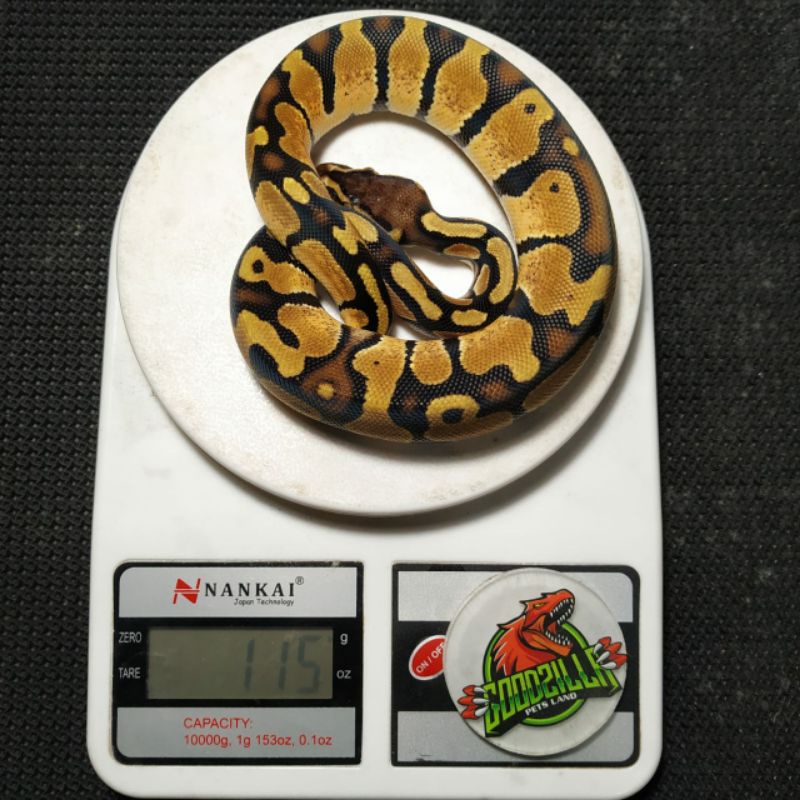 Ball Python Pastel Het Pied Jantan