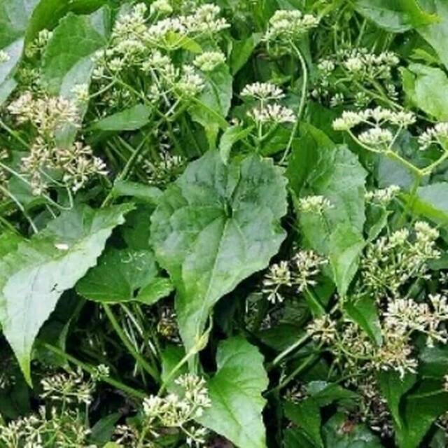 

Sembung rambat 500gr