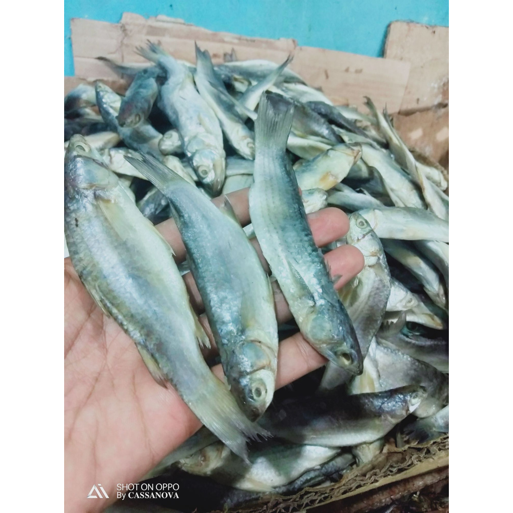 

Ikan Padek / Ikan Enak / Ikan Lezat - 250 gram