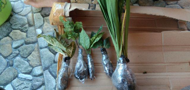 Tanaman Airis Tanaman Hias Iris