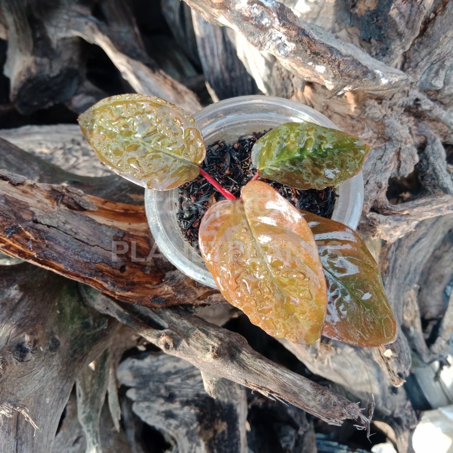 HOMALOMENA RED VELVET - TANAMAN HIAS JUNGLE PLANT PALUDARIUM TERRARIUM