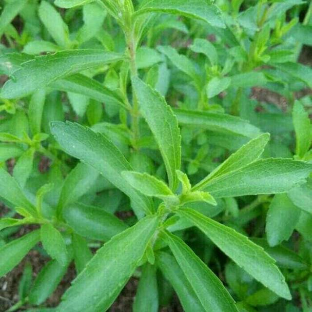 

Daun Stevia Segar Pengganti Gula Alami 500Gr