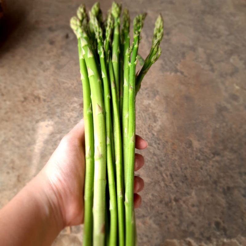 

Asparagus organik 100 gram