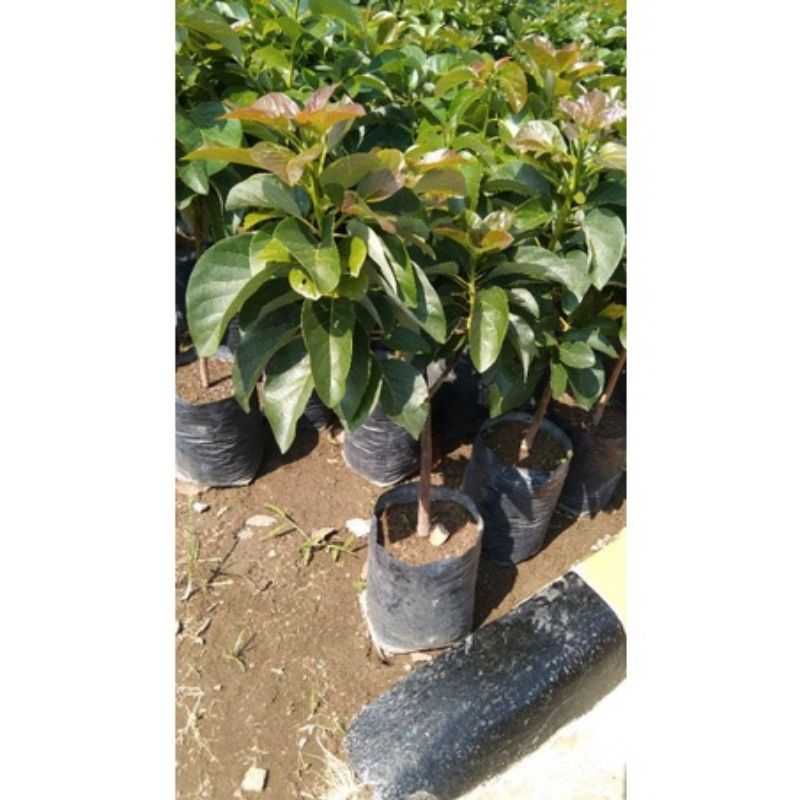 Bibit Alpukat Markus Ukuran 1meter