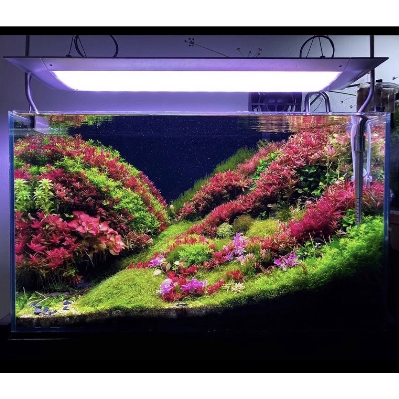 Paket Dutch Style  ( Tanaman Aquascape Tumbuhan Air Hidup Hiasan Dekorasi Pohon Rumput Aquarium )