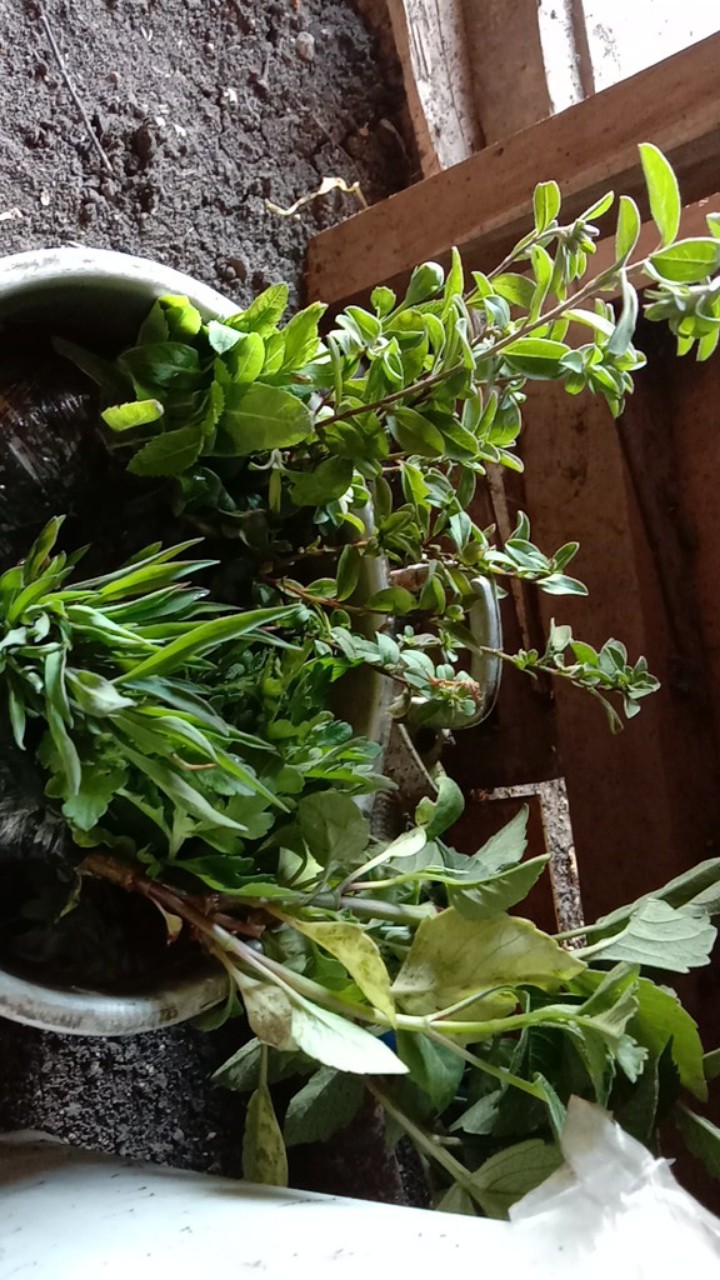 Tanaman Hias Dianthus Atau Anyelir Merah Murah