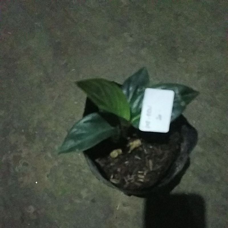 Tanaman hias aglonema black hot lady