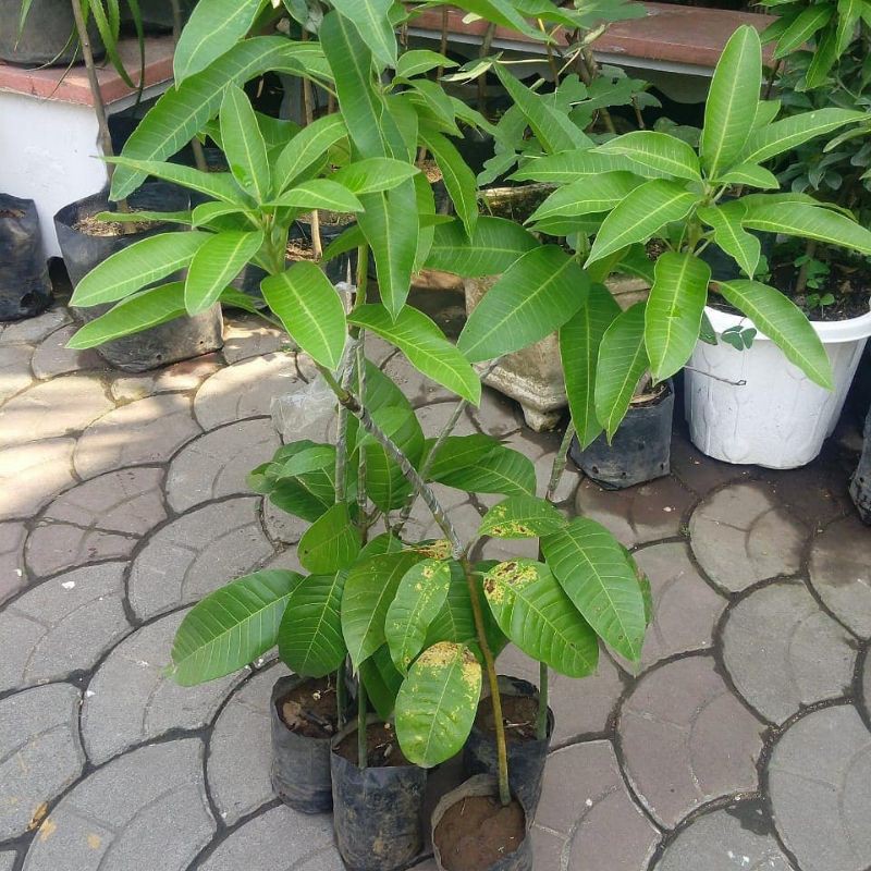 BIBIT MANGGA ALPUKAT SUPER (COCOK DI TANAM POT)