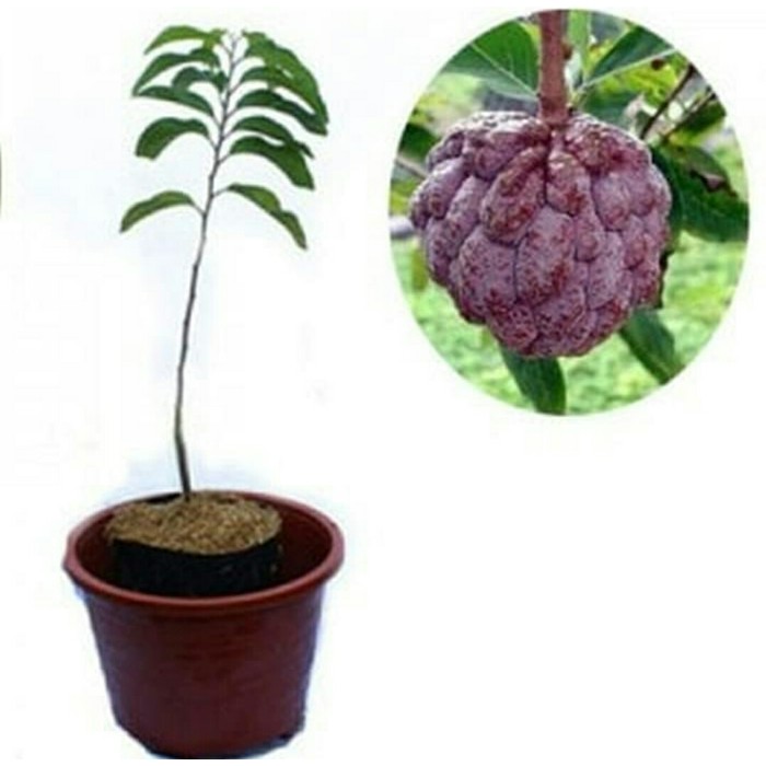 Tanaman buah srikaya merah