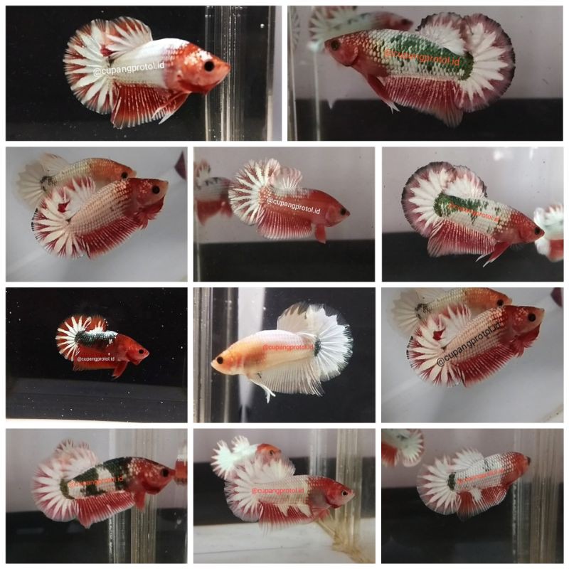 FCCP RED HEAD STARTAIL