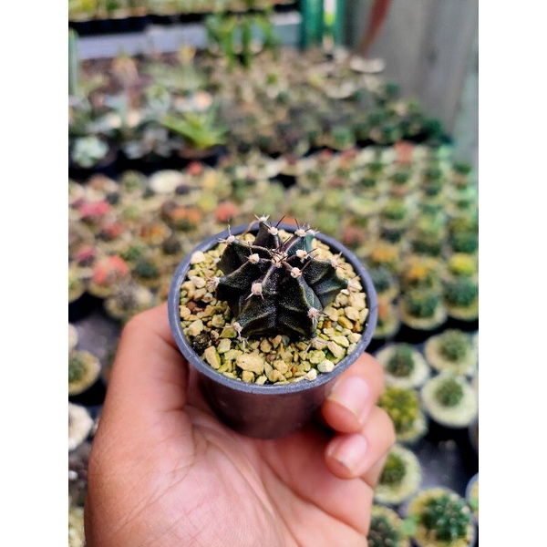 black widow