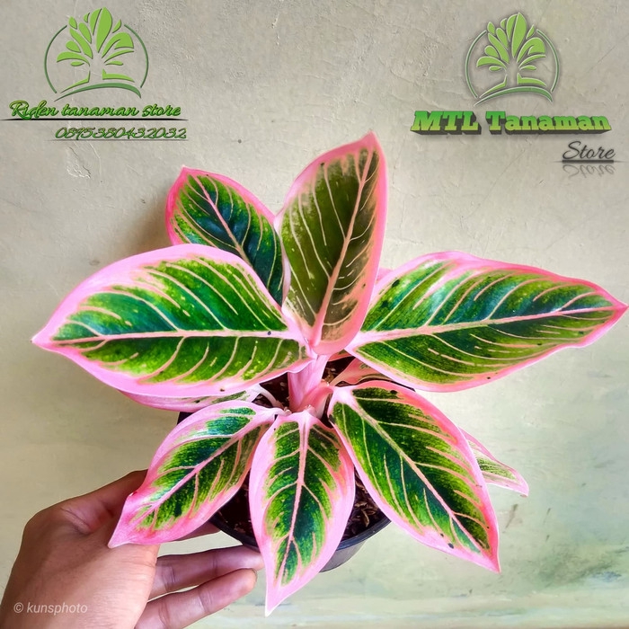 tanaman hias aglonema lotus delight - pohon aglonema lotus delight